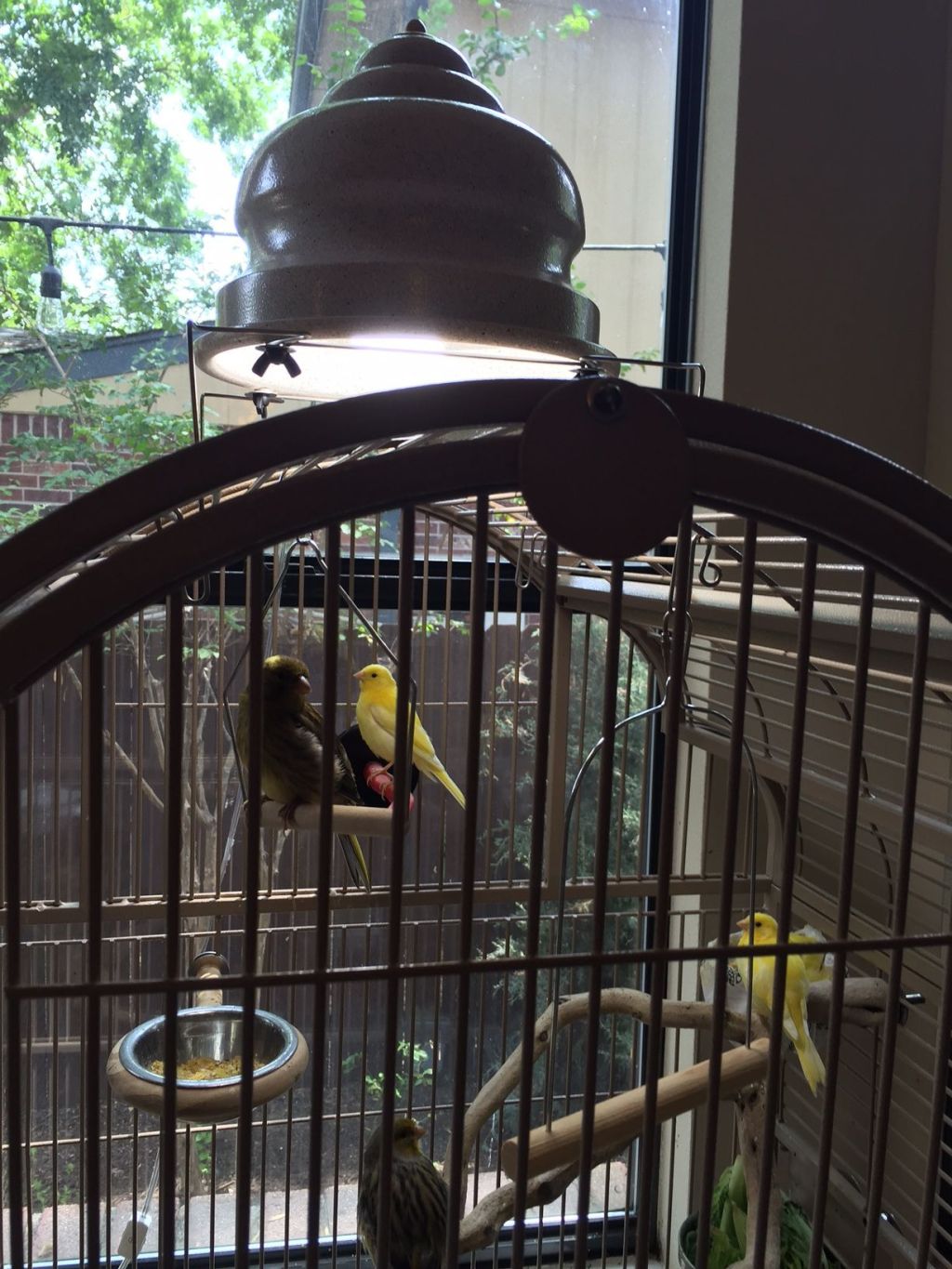 Picture Idea: Faqs About Light Fixtures For Bird Cages